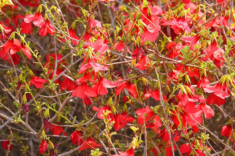 Hermannia stricta