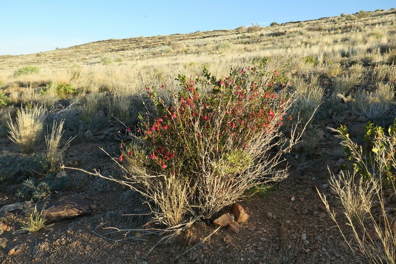 Hermannia stricta photo 2