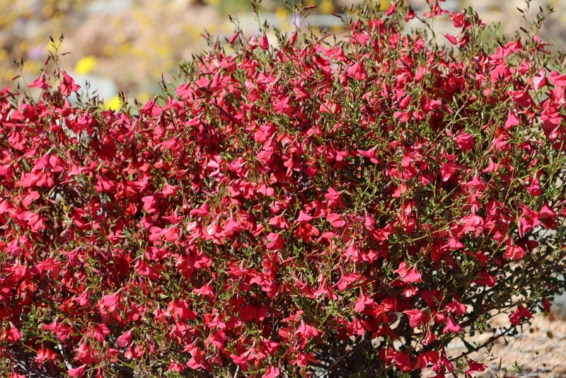 Hermannia stricta photo 3