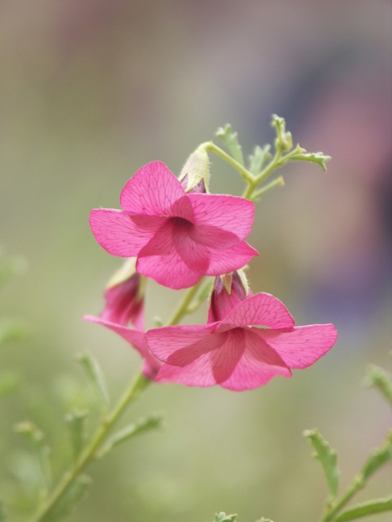 Hermannia stricta photo 5
