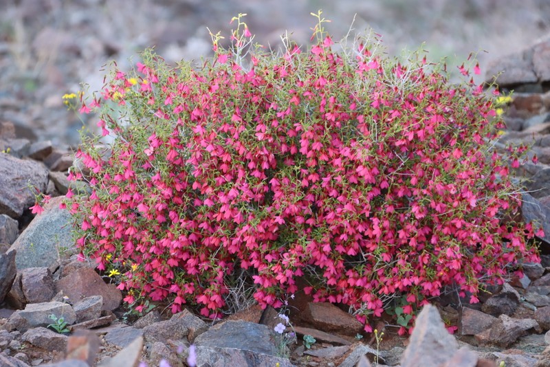 Hermannia stricta photo 6
