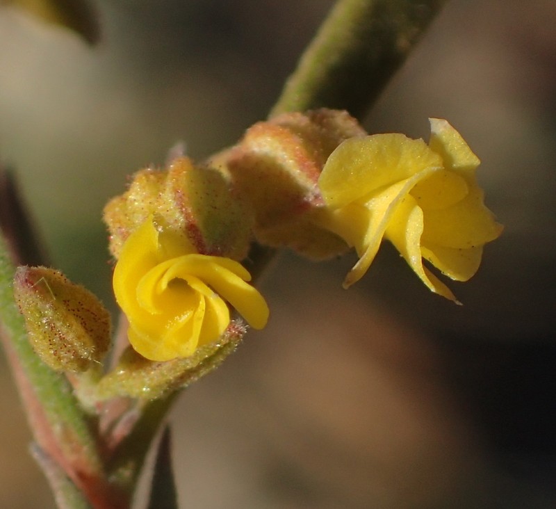 Hermannia sulcata