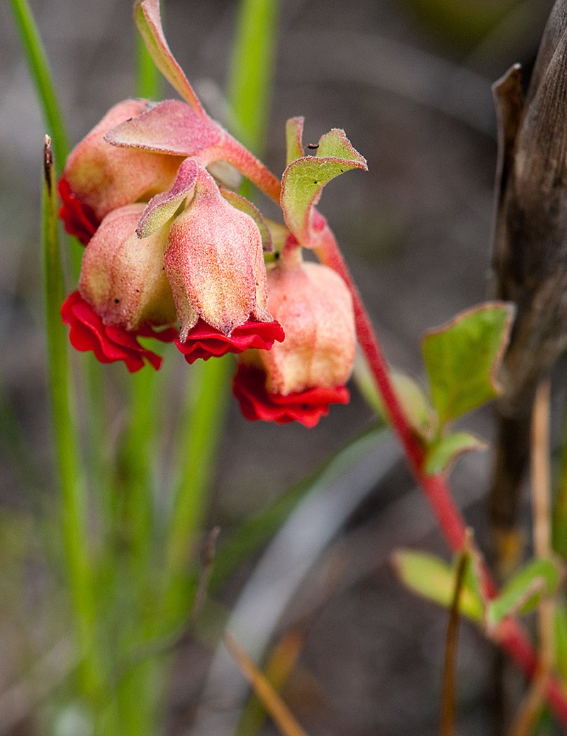 Hermannia ternifolia