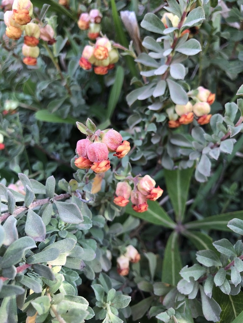 Hermannia ternifolia photo 2
