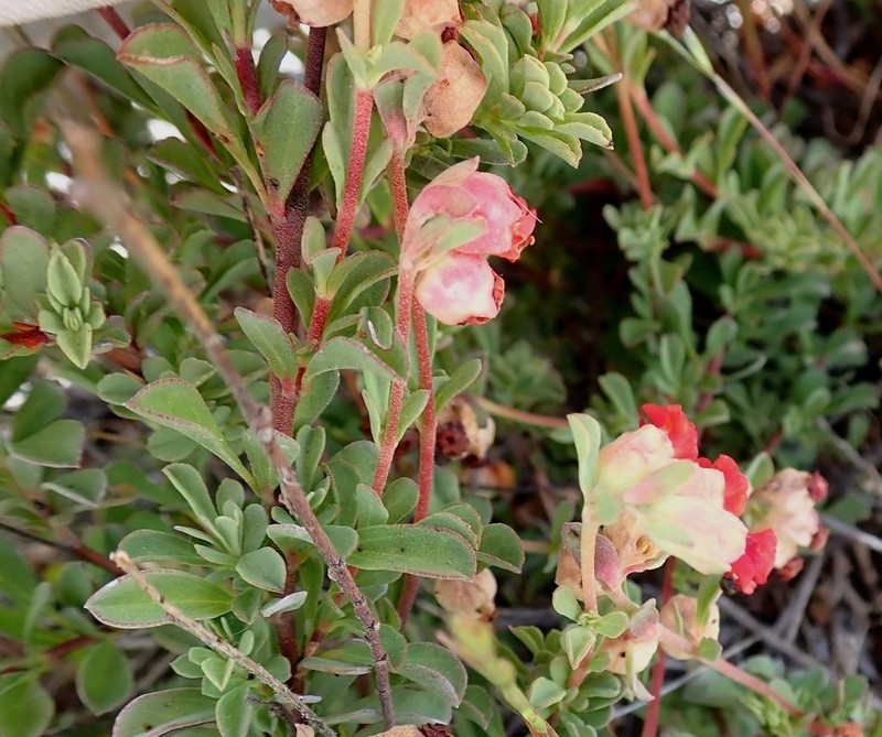 Hermannia ternifolia photo 3