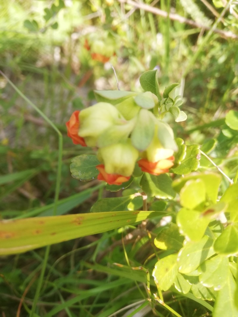 Hermannia ternifolia photo 4