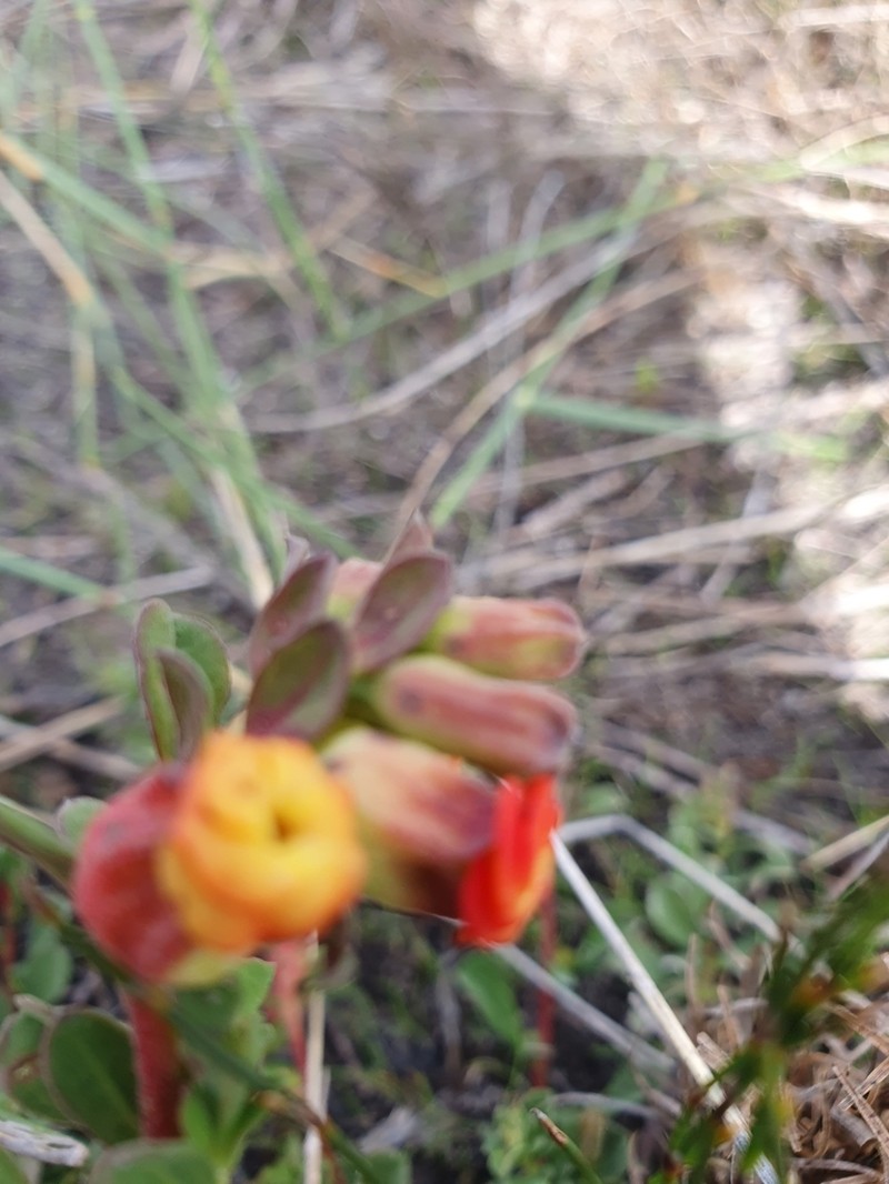 Hermannia ternifolia photo 5