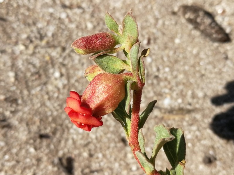 Hermannia ternifolia photo 7