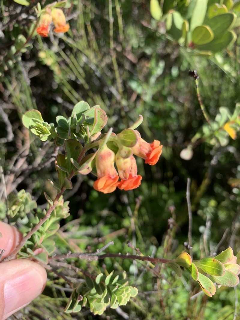 Hermannia ternifolia photo 8