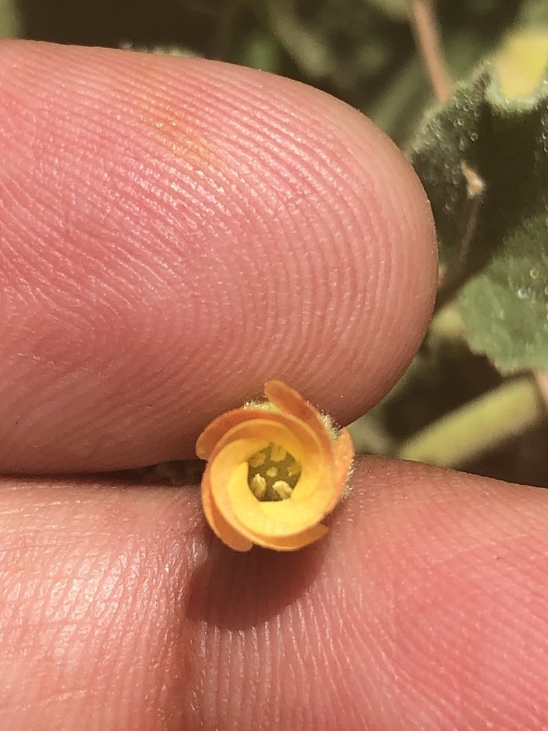 Texas Burstwort