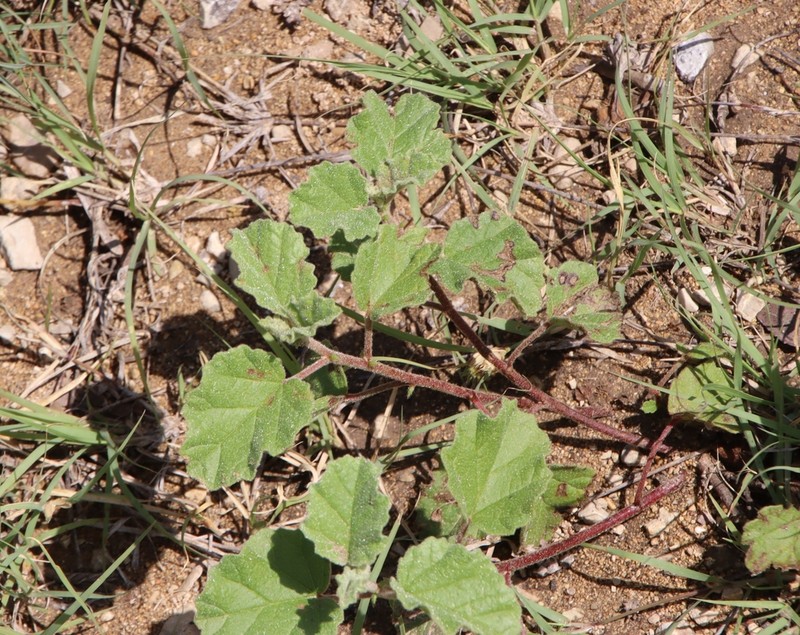 Texas Burstwort photo 2