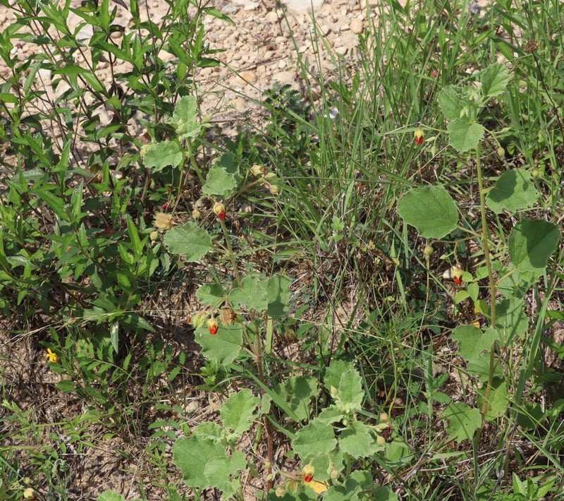 Texas Burstwort photo 3