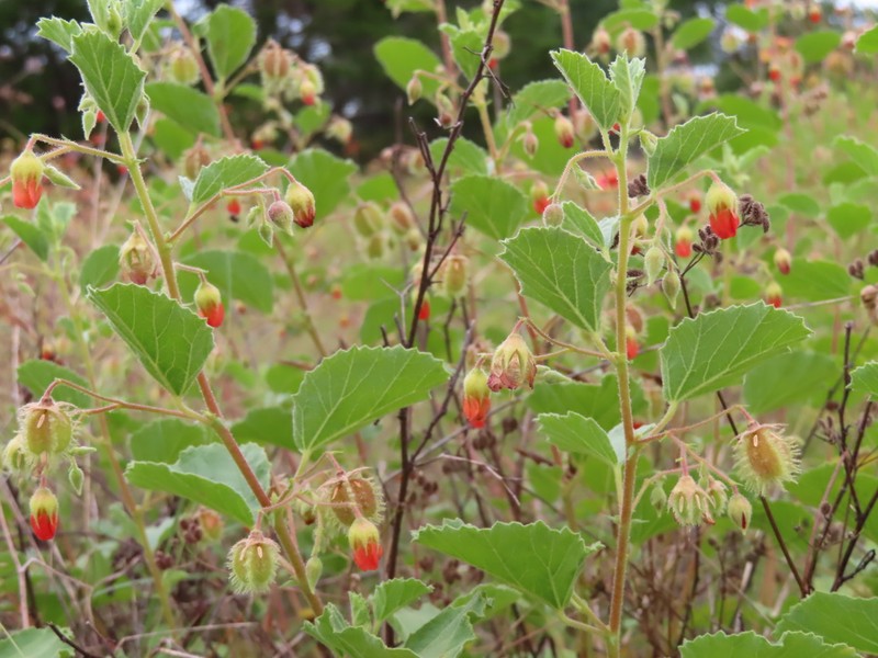 Texas Burstwort photo 4