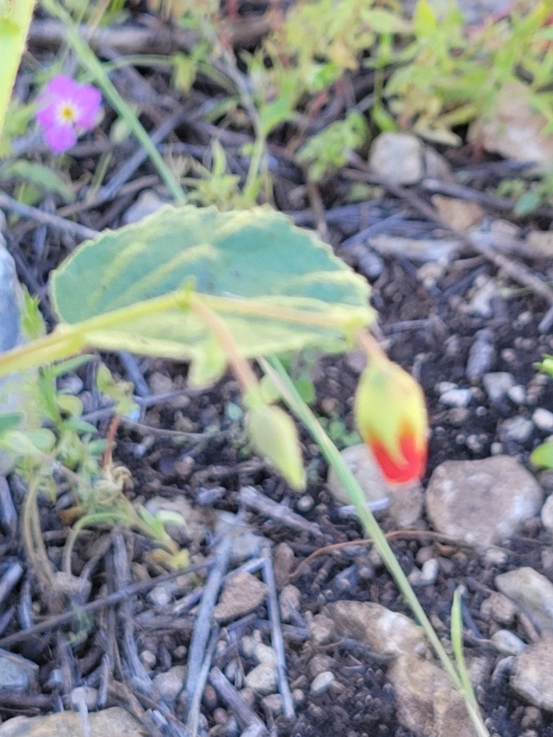 Texas Burstwort photo 5