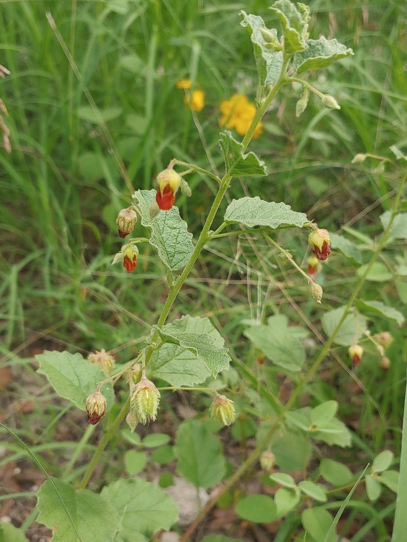 Texas Burstwort photo 6
