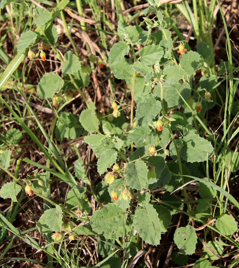 Texas Burstwort photo 7