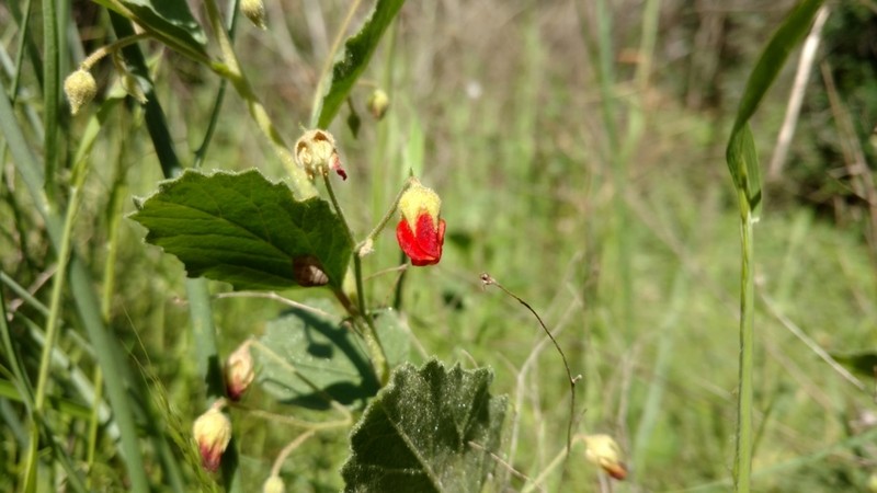 Texas Burstwort photo 8