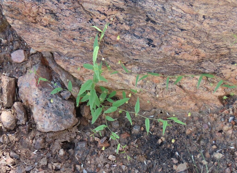 Hermannia tigreensis photo 2