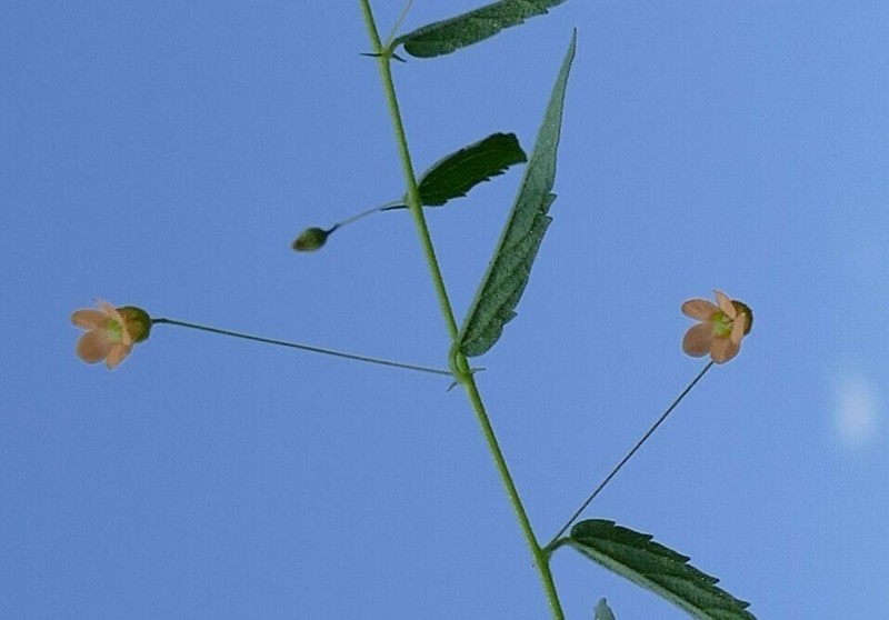 Hermannia tigreensis photo 3