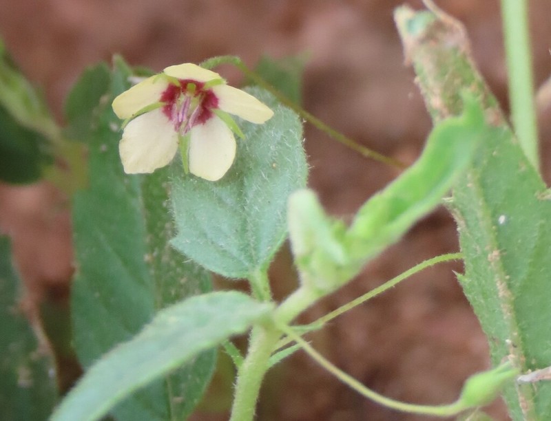 Hermannia tigreensis photo 4