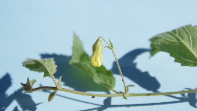 Hermannia tigreensis photo 6