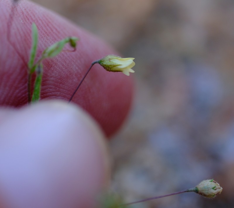 Hermannia tigreensis photo 8