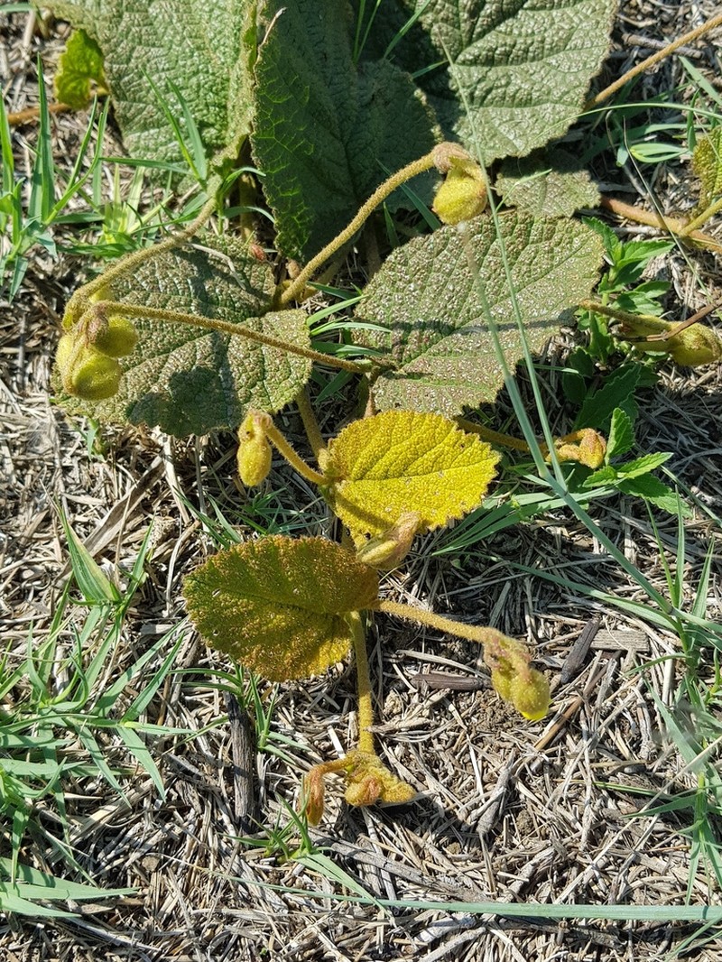 Hermannia transvaalensis