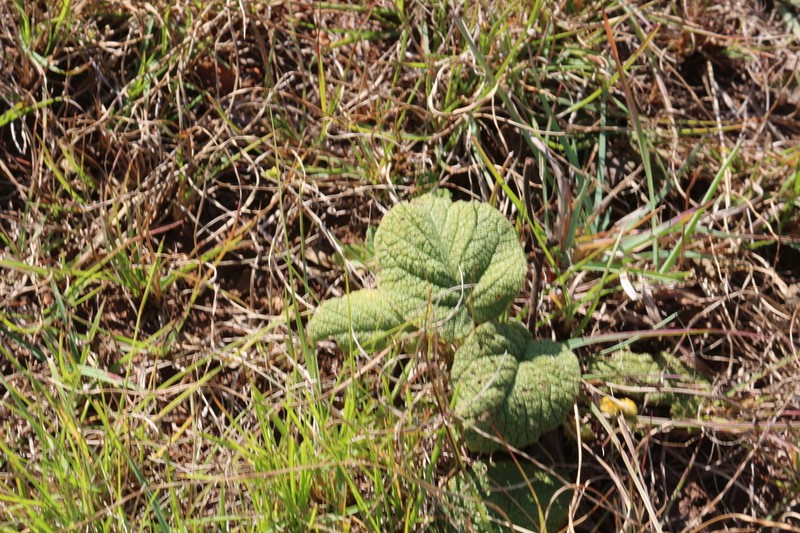 Hermannia transvaalensis photo 2