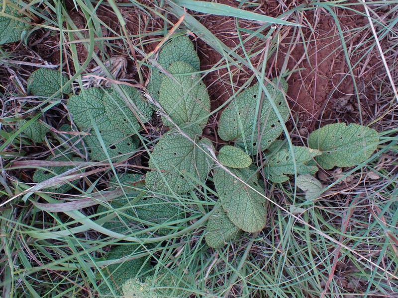 Hermannia transvaalensis photo 3