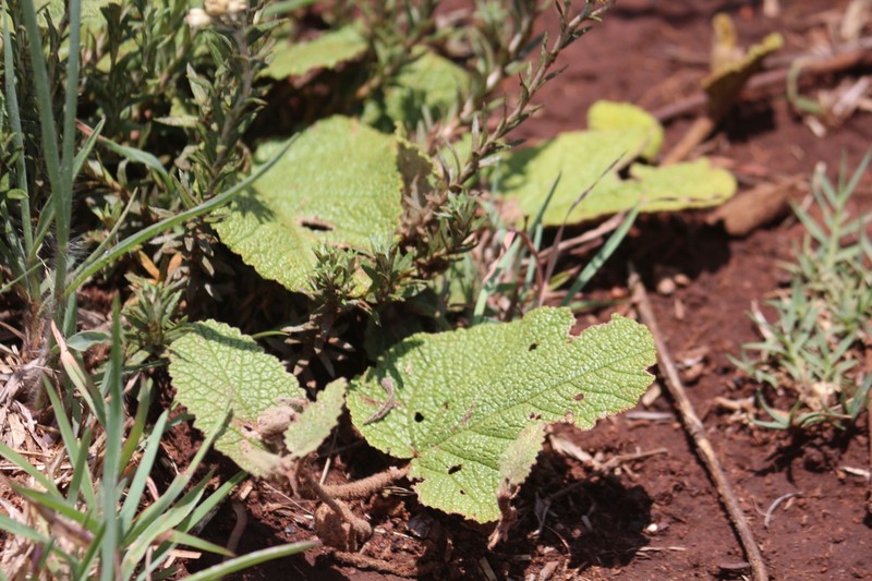 Hermannia transvaalensis photo 4