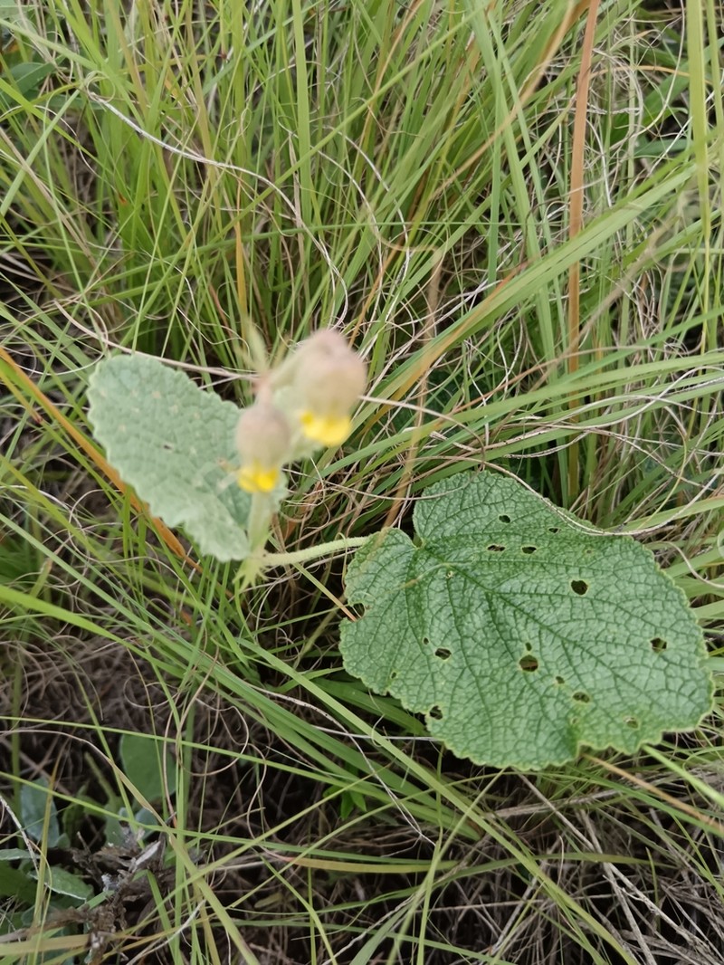 Hermannia transvaalensis photo 5