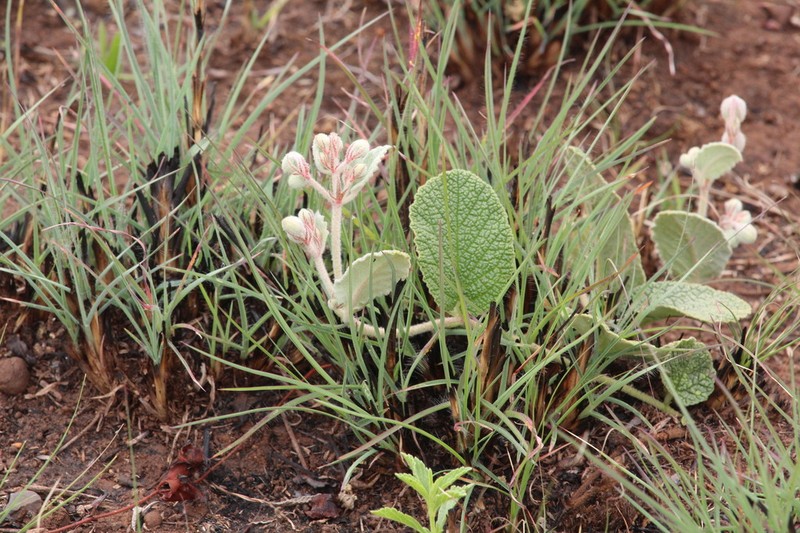 Hermannia transvaalensis photo 6