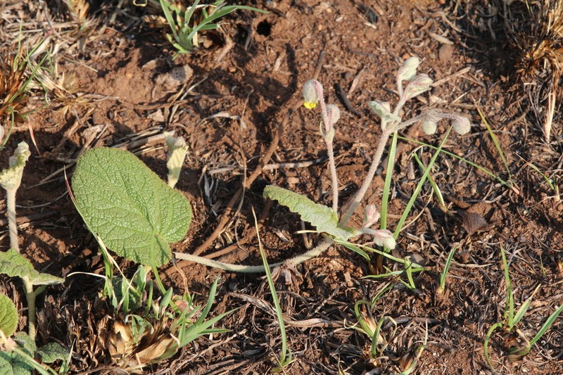 Hermannia transvaalensis photo 7