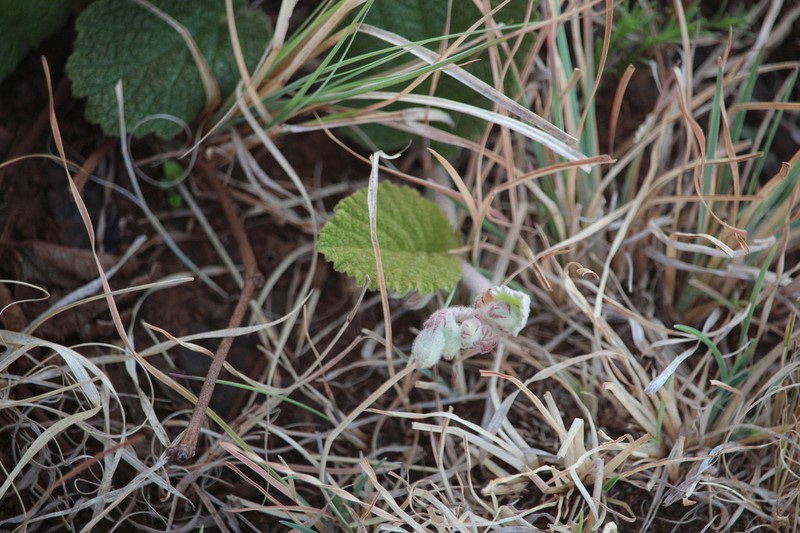 Hermannia transvaalensis photo 8