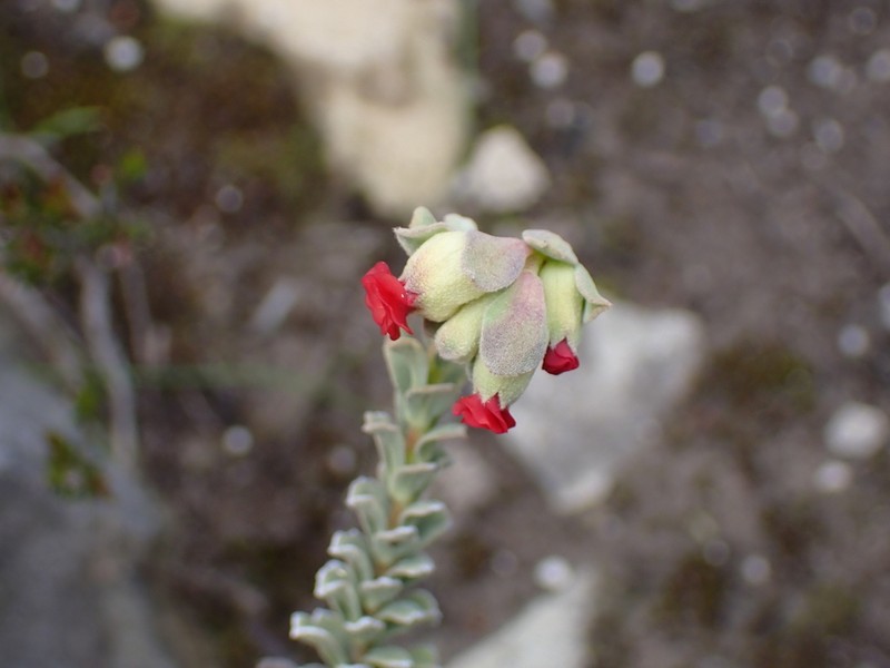 Hermannia trifoliata