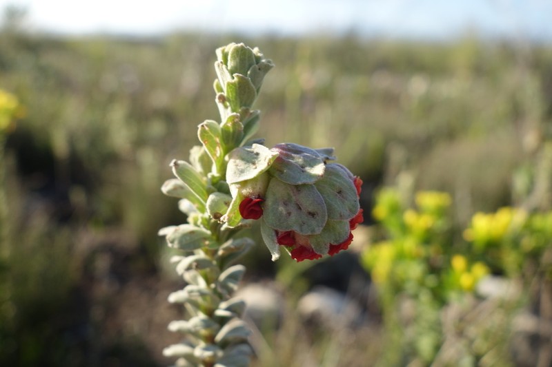 Hermannia trifoliata photo 2