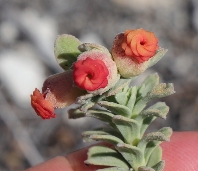 Hermannia trifoliata photo 3
