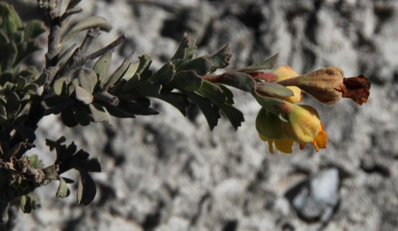 Hermannia trifoliata photo 4
