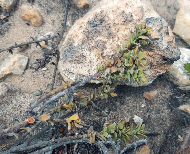 Hermannia trifoliata photo 5