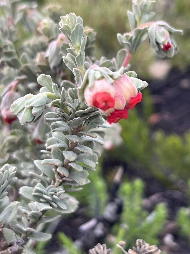 Hermannia trifoliata photo 6