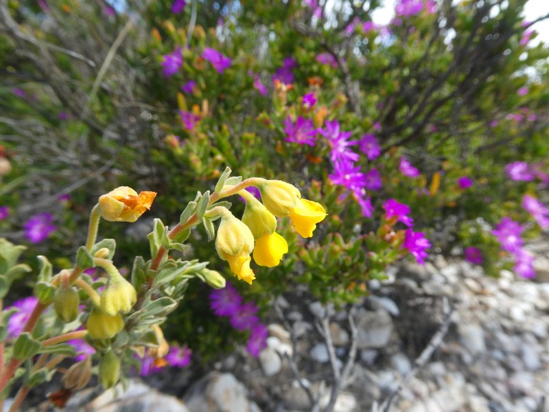Hermannia trifoliata photo 8