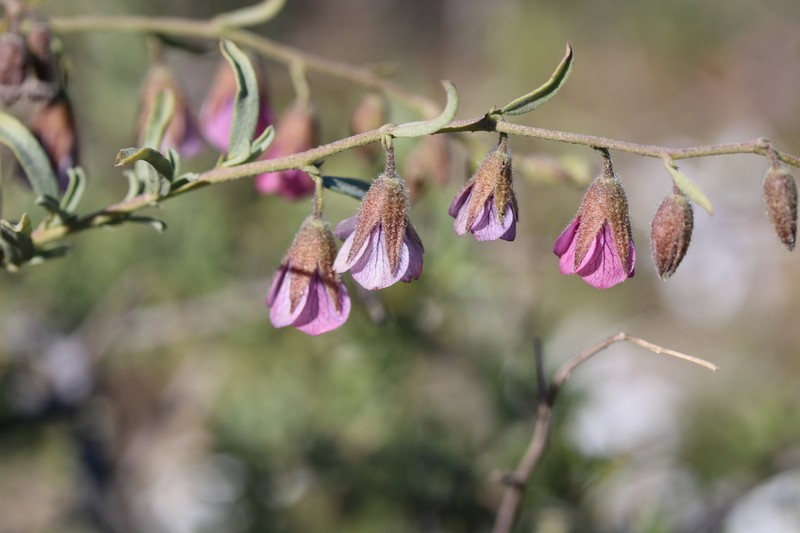 Hermannia trifurca photo 2