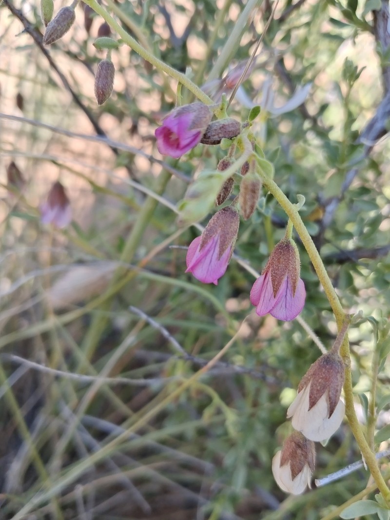 Hermannia trifurca photo 3