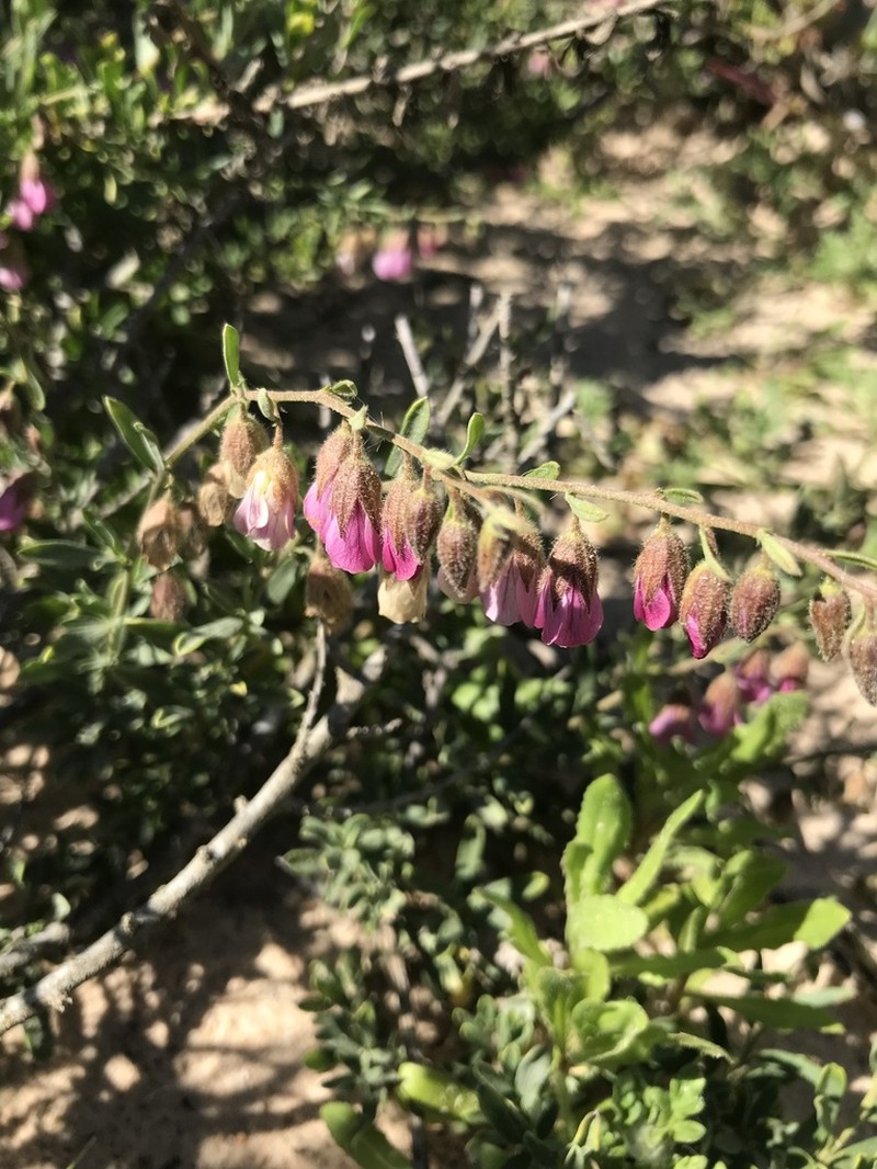 Hermannia trifurca photo 4
