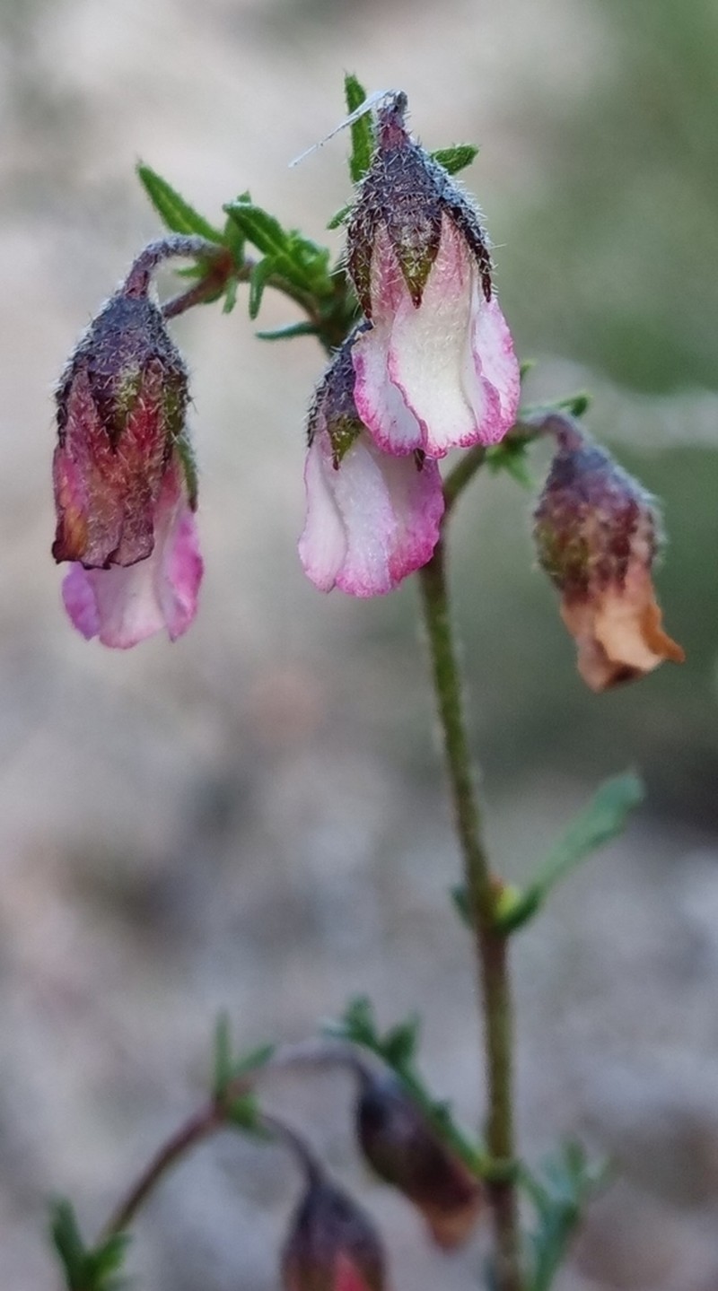 Hermannia trifurca photo 5