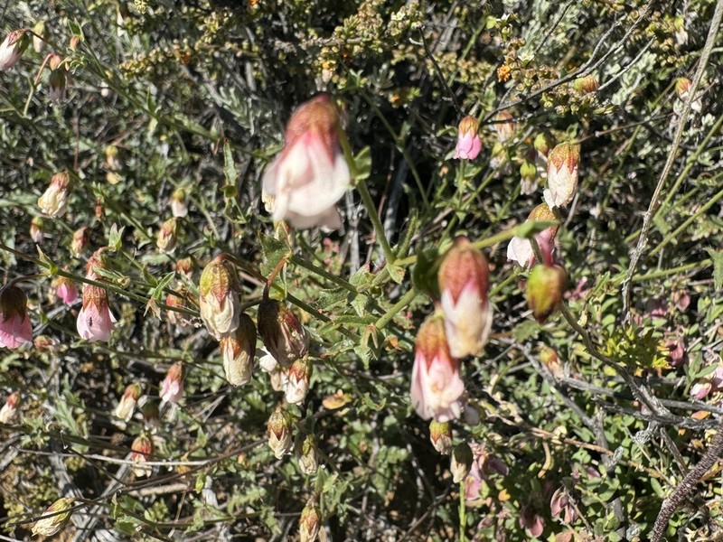 Hermannia trifurca photo 6