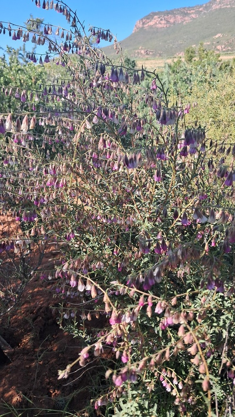 Hermannia trifurca photo 8