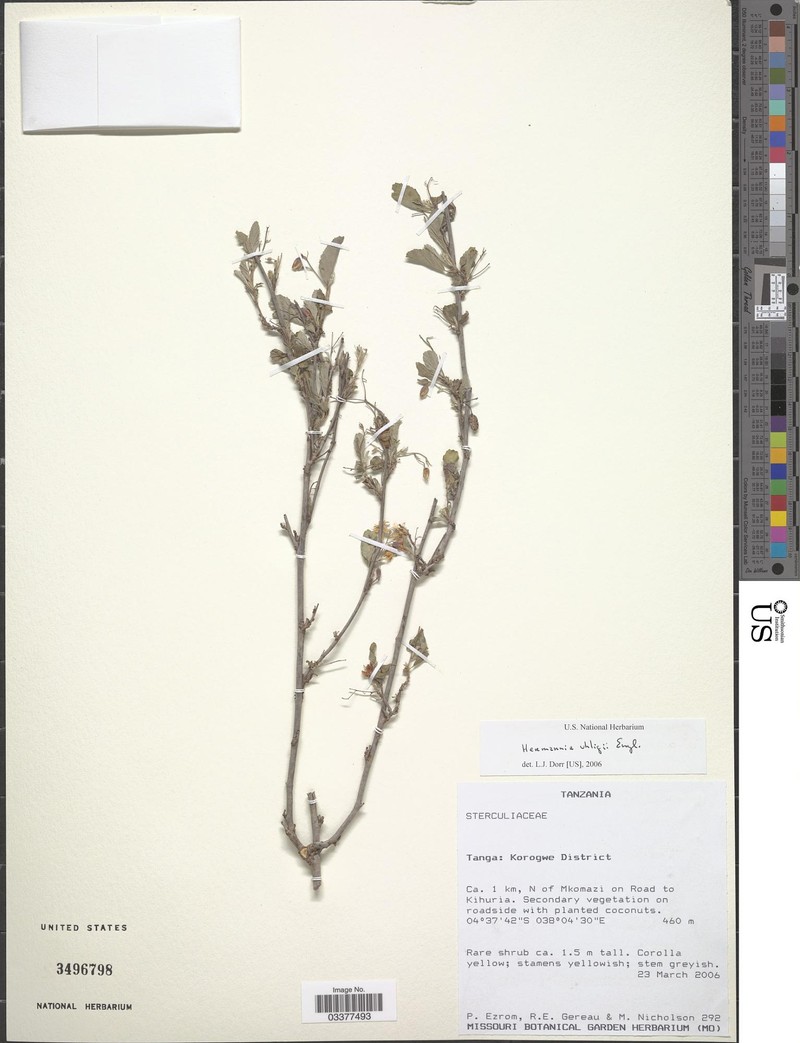 Hermannia uhligii
