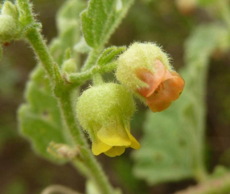 Hermannia umbratica