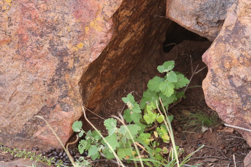 Hermannia umbratica photo 2